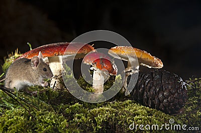 Field mouse , amanita muscaria, Apodemus sylvaticus Stock Photo