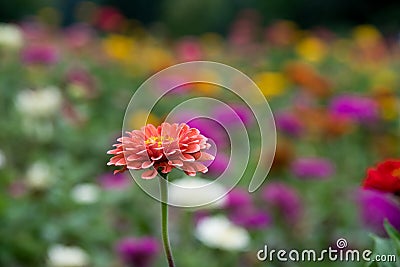 Field of multicolored gerberas Stock Photo