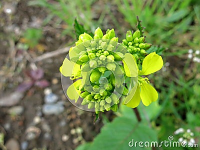 Field Mustard or Charlock (Sinapis arvensis) Stock Photo