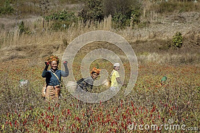 People wearing traditional clothes harvesting red chilli peppers Editorial Stock Photo