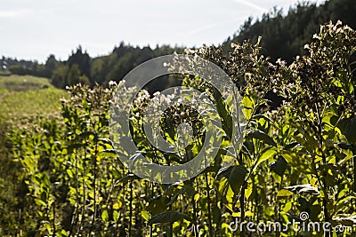 Field Nicotiana tabacum the Common tobacco Stock Photo