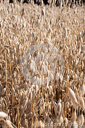 Field of oats closeup Stock Photo