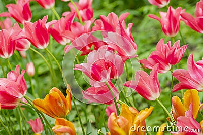 Field of orange and pink tulips Stock Photo