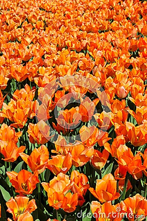 Field of orange tulips V Stock Photo