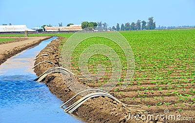 Field of Organic Crop Irrigation Stock Photo