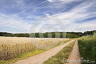 Field path leading to hop garden in the region Ceske stredohori between the villages Brozany nad Ohri and Doksany near river Ohre Stock Photo