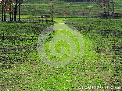 Landscape recovers after bush fire in Australia, freshly grown green grass Stock Photo