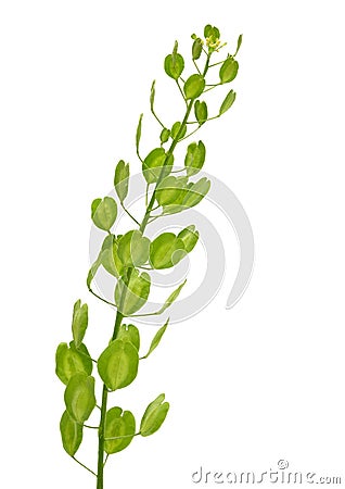 Field Penny-cress (Thlaspi arvense) Stock Photo