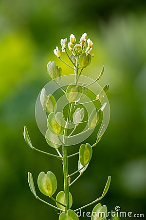 Field penny-cress Thlaspi arvense flowers and fruit Stock Photo
