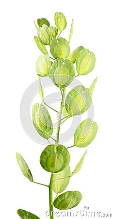 Field penny-cress or Thlaspi arvense with fruits isolated on white background Stock Photo