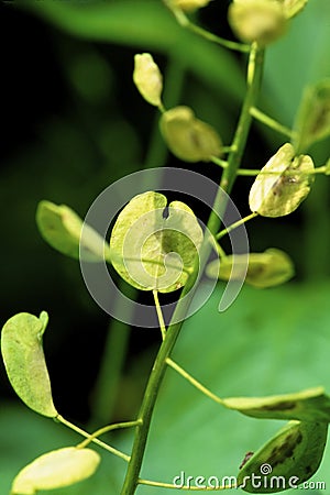 Field Pennycress 48865 Stock Photo