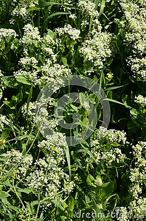 Field pepperwort flowers, Lepidium campestre.Lepidium campestre - Wild plant shot in the spring Stock Photo