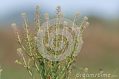 Field pepperwort lepiduim campestre Stock Photo