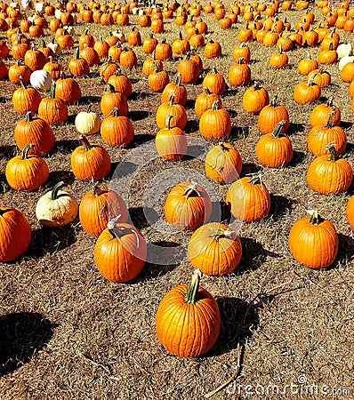 Field of Perfect Pumpkin Stock Photo