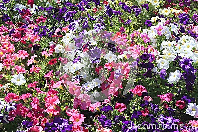 Field of Petunia Flowers Stock Photo