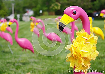 Field of Pink Flamingos Stock Photo