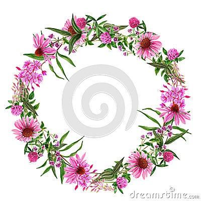 Field pink flowers wreath with echinacea and clover Cartoon Illustration