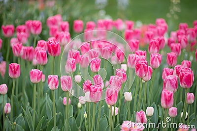 Field of pink tulips Stock Photo