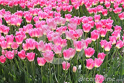 A field of pink tulips, flowerculture in Keukenhof in Lisse, Netherlands Stock Photo