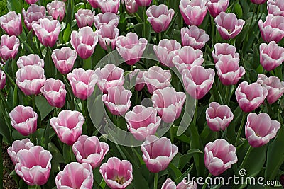 Field of pink and red tulips Stock Photo