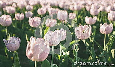 Field of pink tulips in sunlight, background, blurry Stock Photo