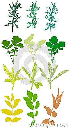 Field plants, herbs, leaves - vector, traced Vector Illustration
