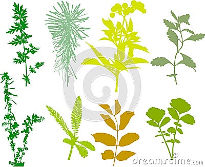 Field plants, herbs, leaves - vector, traced Vector Illustration
