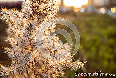 Field plants at sunset agriculture growth farming summer landscape Stock Photo