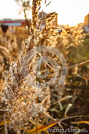 Field plants at sunset agriculture growth farming summer landscape Stock Photo