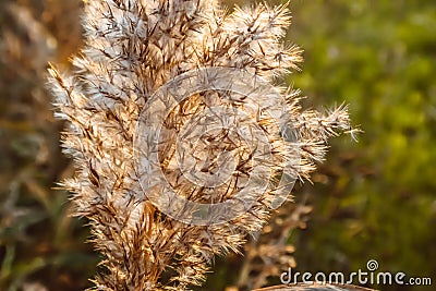 Field plants at sunset agriculture growth farming summer landscape Stock Photo