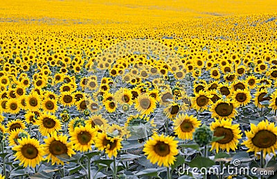 Field with plenty of blossoming sunflowers Stock Photo