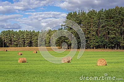 Field in Poland Stock Photo