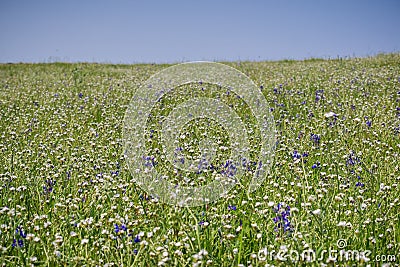 Field of popcorn Plagiobothrys wildflowers, North Table Mountain Ecological Reserve, Oroville, California Stock Photo