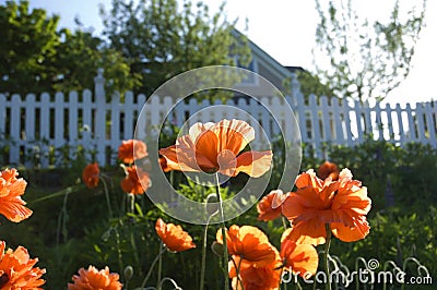 Field of Poppies Stock Photo