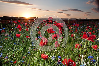 Field with poppies Stock Photo