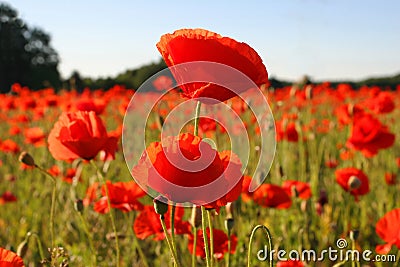 Field with poppies Stock Photo