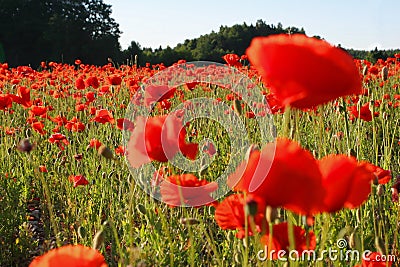 Field with poppies Stock Photo