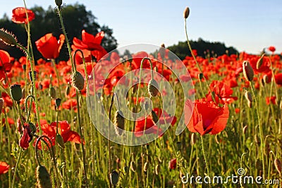 Field with poppies Stock Photo