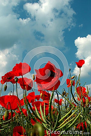 Field of poppies Stock Photo