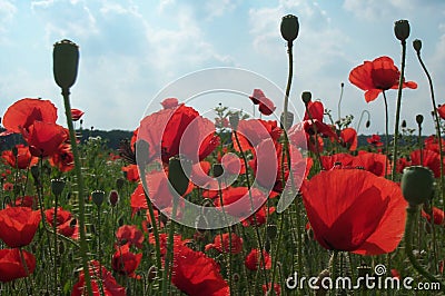 Field of poppies 3 Stock Photo
