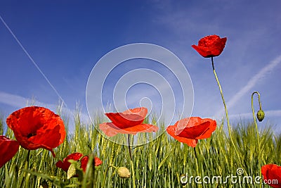 FIELD OF POPPIES Stock Photo