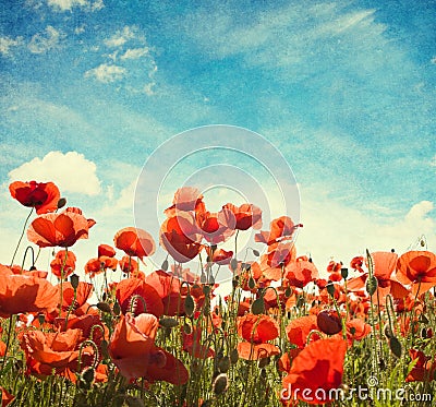 Field of poppies Stock Photo