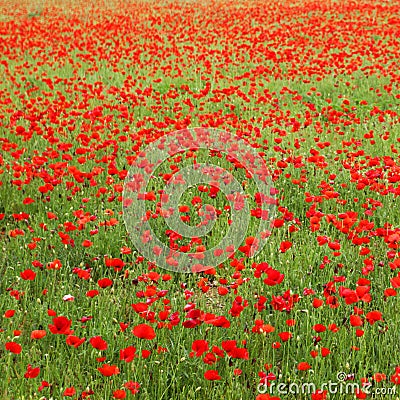 Field of poppies Stock Photo