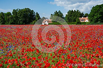 A field of poppies and cornflowers Stock Photo