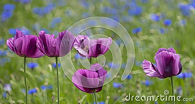 field with poppies and cornflowers Stock Photo