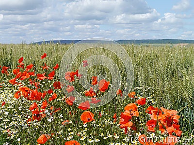 Field of poppies and wheat in the Champagne region of France Stock Photo