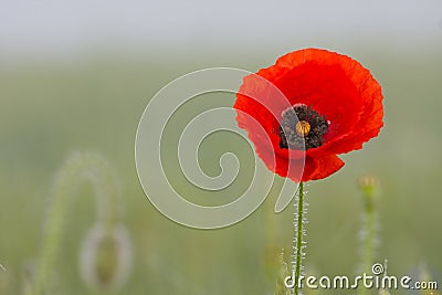 Field of poppies Stock Photo