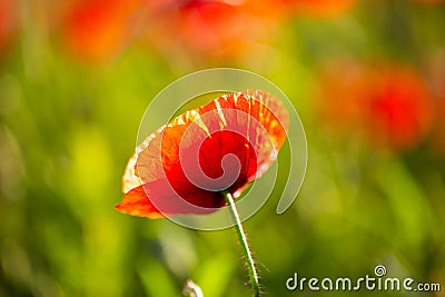 Field of poppies, nature, blue sky, joie de vivre Stock Photo