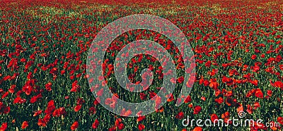 Field of poppies. Scenic natural design Stock Photo