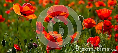 Field poppies sun rays Stock Photo